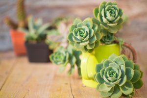 Plantas que Encajan en Jardines Modernos