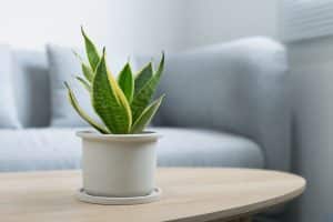 Plantas de interior creciendo en ambiente con poca iluminaci&oacute;n