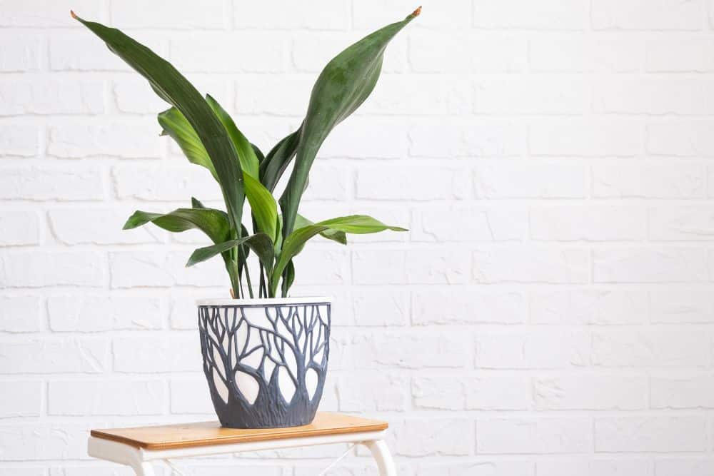 Especie: Aspidistra elatior