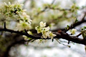 Mejores Plantas para Climas Fr&iacute;os