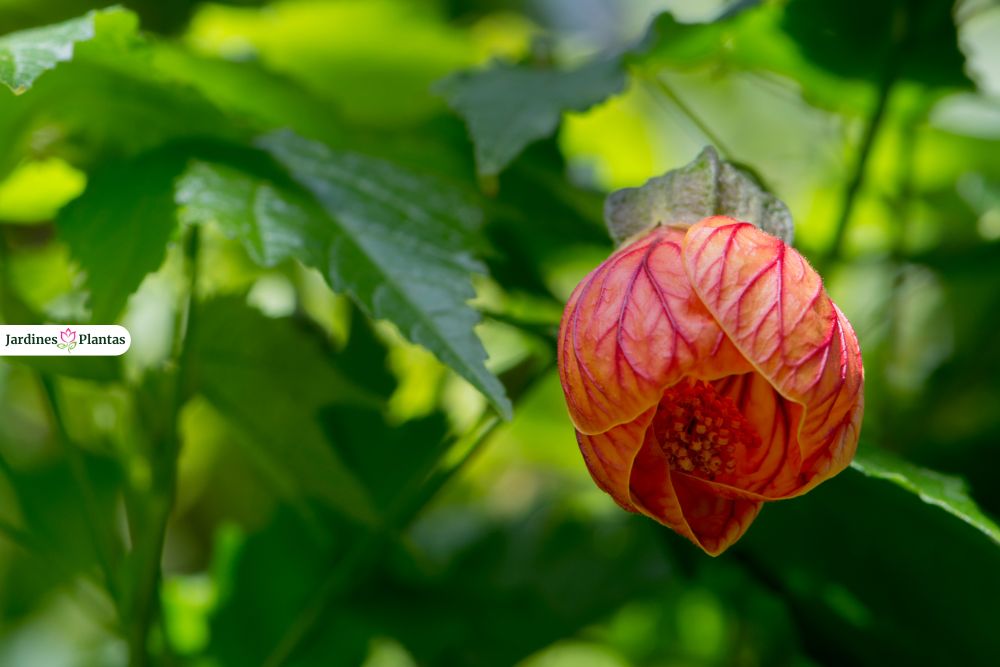 Descubre plantas de sombra con flores y follaje colorido