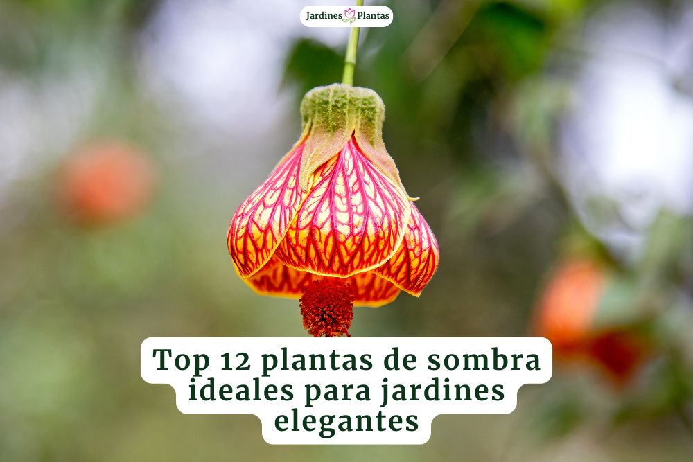 Plantas de sombra ideales para jardines de lujo y elegantes