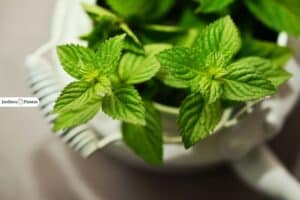 Cultivar plantas arom&aacute;ticas en casa