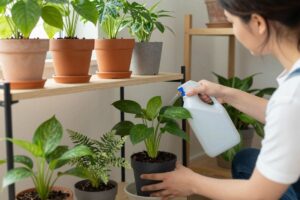 Fertilizaci&oacute;n efectiva para mantener plantas verdes en casa