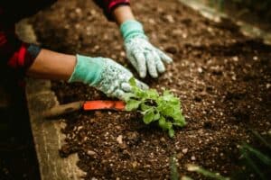 Calendario de Siembra 2026: Qu&eacute; Plantar Cada Mes