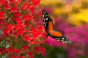 Plantas para Atraer Mariposas y Abejas: Crea un Jard&iacute;n Polinizador