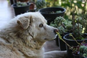 Plantas T&oacute;xicas para Perros y Gatos: Lista Completa y Alternativas Seguras