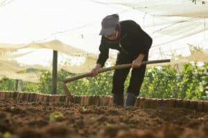 C&oacute;mo Preparar la Tierra del Jard&iacute;n: Gu&iacute;a por Tipo de Planta