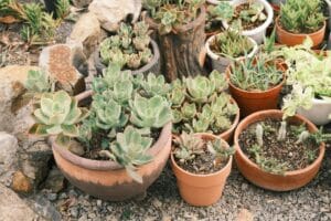 Jardines de Bajo Mantenimiento: 15 Plantas que Cuidan Solas