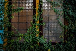 Plantas trepadoras de r&aacute;pido crecimiento para privacidad en terrazas