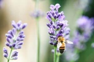 Plantas que atraen abejas y polinizadores: crea un jard&iacute;n biodiverso