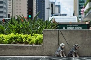 Imagen de Barreras vegetales naturales contra el ruido urbano
