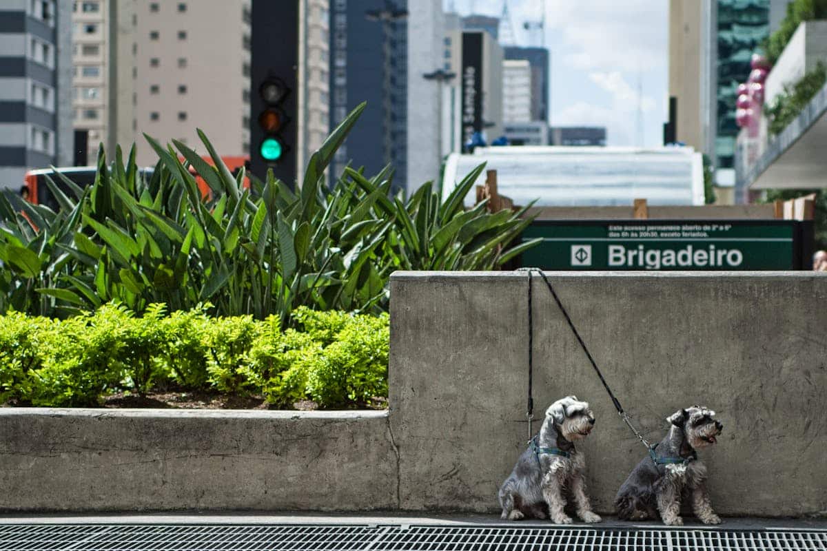 Imagen de Barreras vegetales naturales contra el ruido urbano
