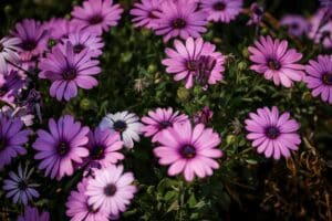 Calendario de floraci&oacute;n por estaciones para jardines en 2026