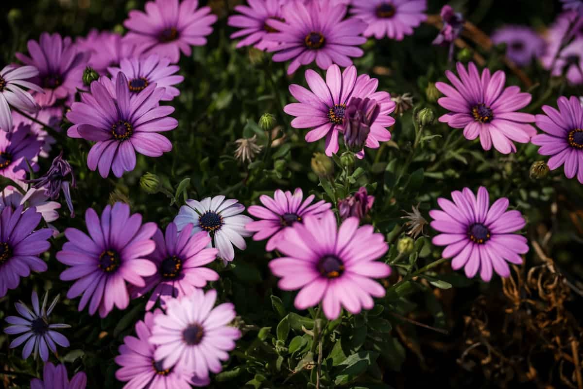 Imagen de Calendario de floraci&oacute;n por estaciones para jardines en 2026