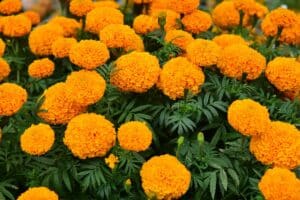Calendario de floraci&oacute;n: plantas para tener flores todo el a&ntilde;o
