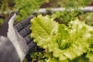 Imagen de Combinaciones de Plantas Compa&ntilde;eras para Huertos Ecol&oacute;gicos