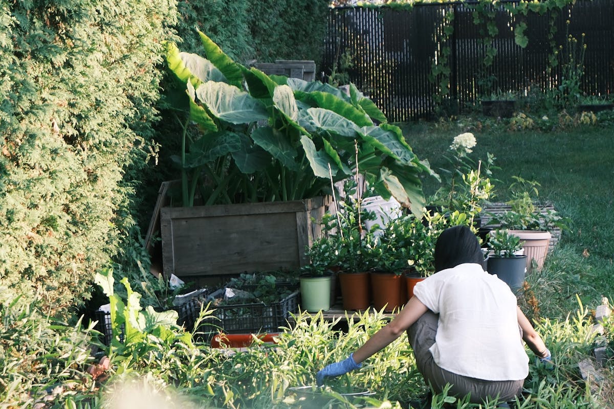 Imagen de C&oacute;mo crear un jard&iacute;n de lluvia: soluci&oacute;n ecol&oacute;gica para drenaje