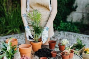 Imagen de Gu&iacute;a de sustratos para macetas: qu&eacute; tierra usar seg&uacute;n la planta