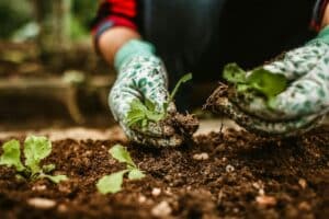 Jardines comestibles perennes: plantas que retornan cada primavera