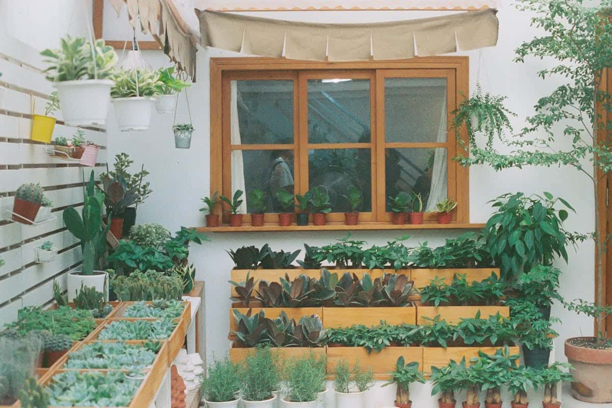 Imagen de Jard&iacute;n de arom&aacute;ticas terap&eacute;uticas: dise&ntilde;o y beneficios