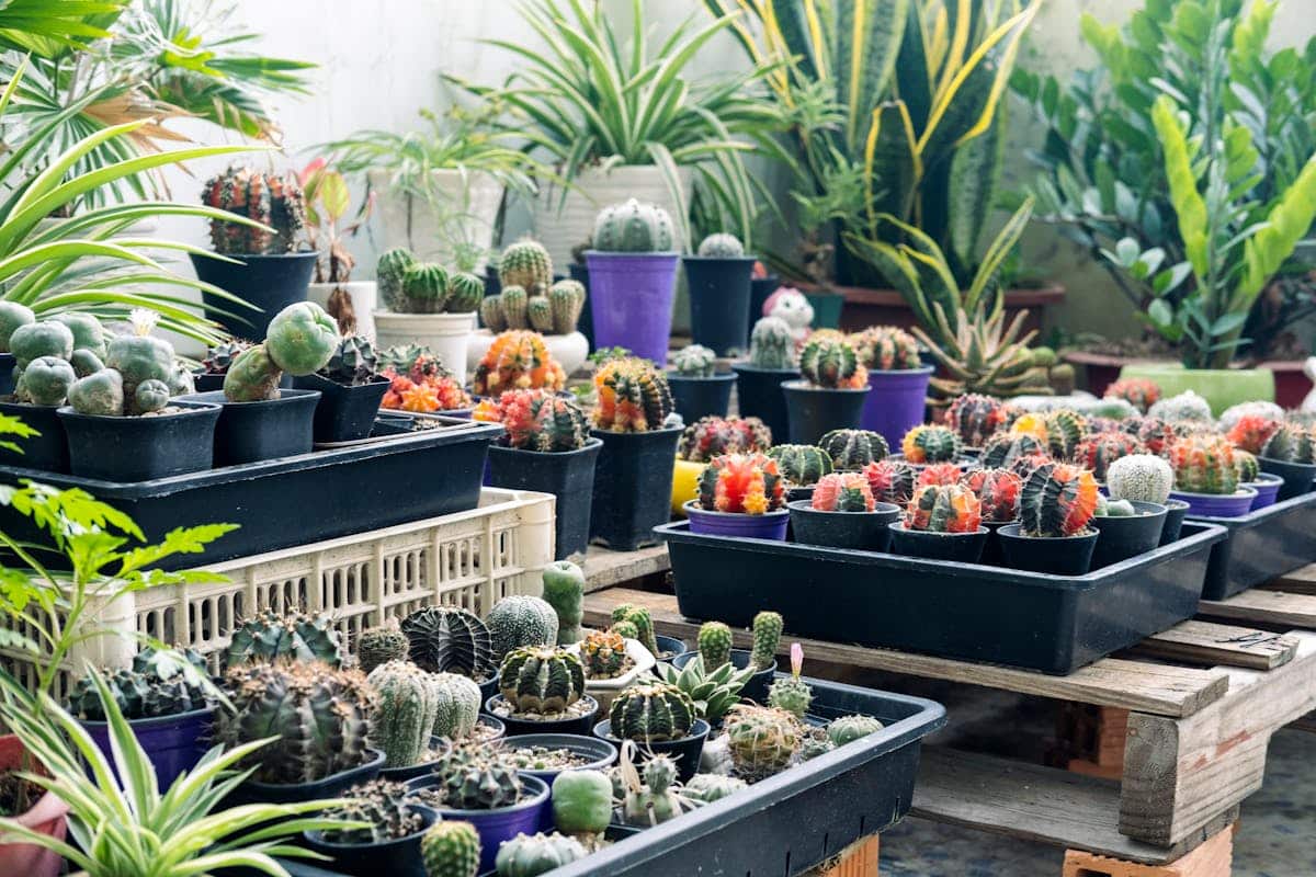 Imagen de Jard&iacute;n de cactus y suculentas de exterior: dise&ntilde;o y cuidados