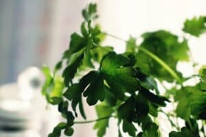 Imagen de Jard&iacute;n de hierbas culinarias en cocina: cultivo en interior todo el a&ntilde;o