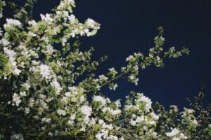 Imagen de Jard&iacute;n de polinizadores nocturnos: plantas para mariposas nocturnas