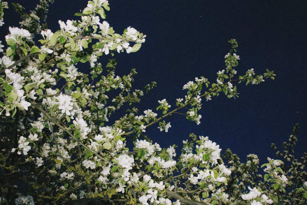 Imagen de Jard&iacute;n de polinizadores nocturnos: plantas para mariposas nocturnas