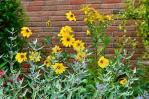Imagen de Jard&iacute;n sensorial: plantas para estimular los 5 sentidos