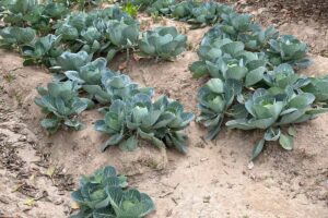 Imagen de Plantas comestibles ornamentales: decora tu jard&iacute;n y cocina