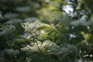 Imagen de Plantas con fragancia nocturna para disfrutar el jard&iacute;n de noche