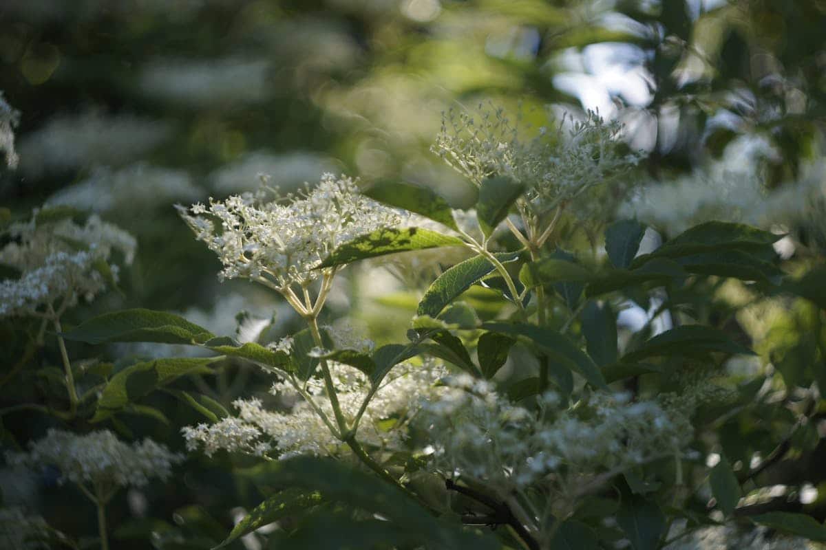 Imagen de Plantas con fragancia nocturna para disfrutar el jard&iacute;n de noche