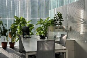 Plantas de interior para oficinas: mejora la productividad y el aire