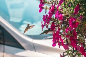 Imagen de Plantas para atraer colibr&iacute;es al jard&iacute;n: gu&iacute;a completa