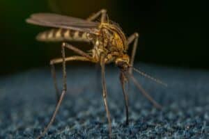 Imagen de Plantas que repelen mosquitos naturalmente: protege tu jard&iacute;n sin qu&iacute;micos