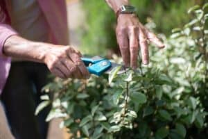 Calendario mensual de poda: cu&aacute;ndo y c&oacute;mo podar cada planta