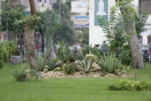 Xerojardiner&iacute;a: dise&ntilde;o de jardines con m&iacute;nimo consumo de agua