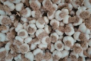 C&oacute;mo germinar semillas en algod&oacute;n paso a paso: gu&iacute;a f&aacute;cil