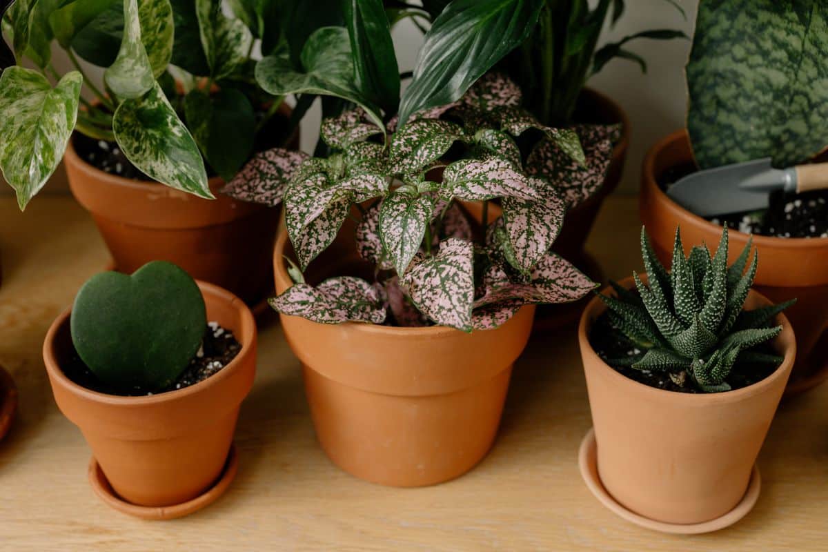 Imagen de C&oacute;mo recuperar plantas con exceso de riego: se&ntilde;ales y soluciones