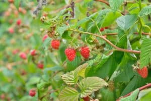 &Aacute;rboles frutales enanos: mejores variedades para jardines peque&ntilde;os