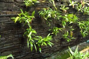 Jard&iacute;n Vertical Exterior: Qu&eacute; Plantas Usar y C&oacute;mo Dise&ntilde;arlo
