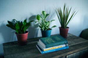 Imagen de Plantas Feng Shui: Cu&aacute;les Atraen Buena Energ&iacute;a a Tu Hogar