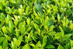 Imagen de Plantas tapizantes de exterior: cubre el suelo sin usar c&eacute;sped
