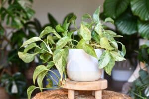 Cuidados del Potos: la planta de interior infalible para principiantes