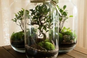 C&oacute;mo hacer un terrario cerrado: las mejores plantas y pasos