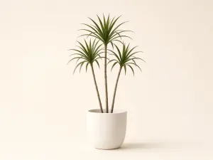 Dracaena marginata (drácena)
