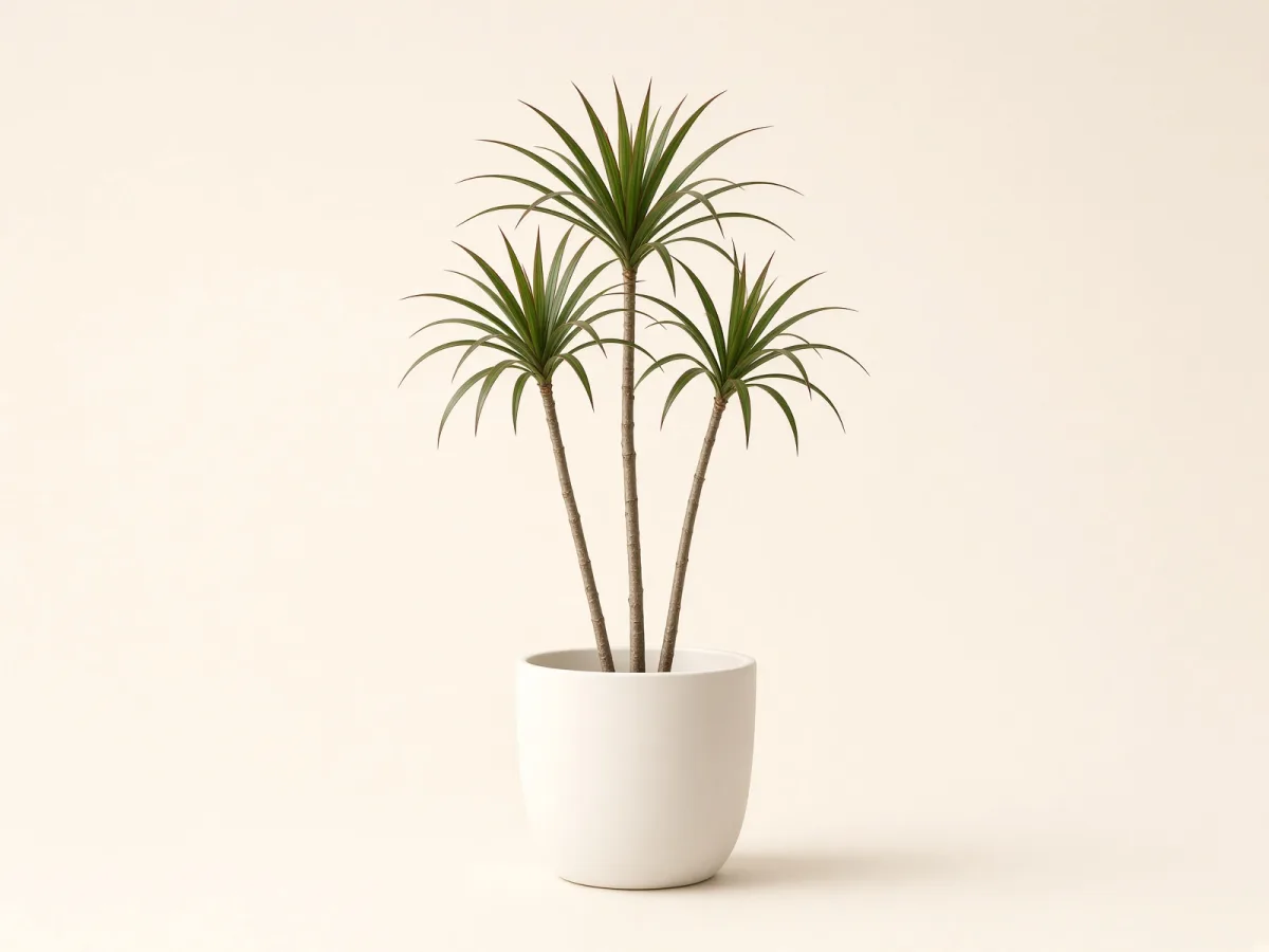 Dracaena marginata (Dracaena marginata) en maceta