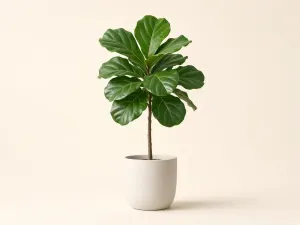 Ficus lyrata (higuera hoja de violín)