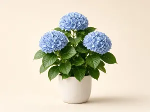 Hortensia
